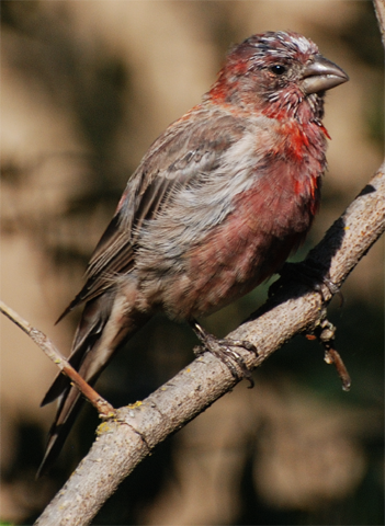 House Finch male molting