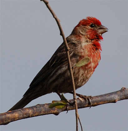 House Finch male