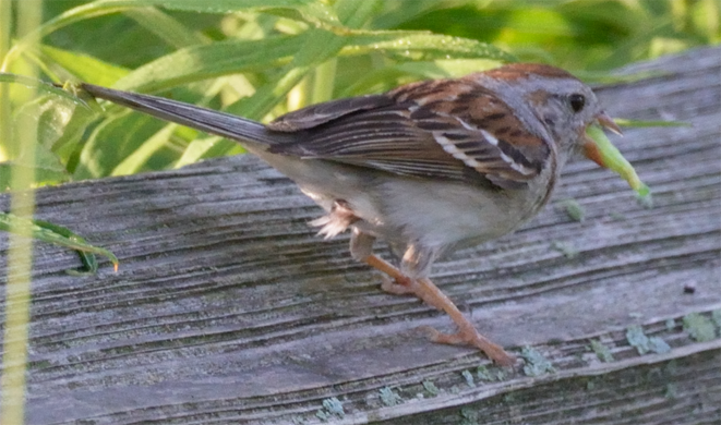 Field Sparrow