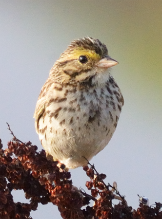 Savannah Sparrow