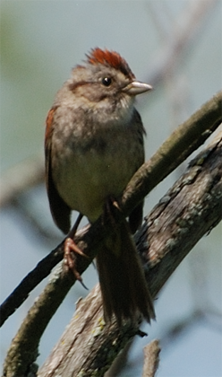 Swamp Sparrow