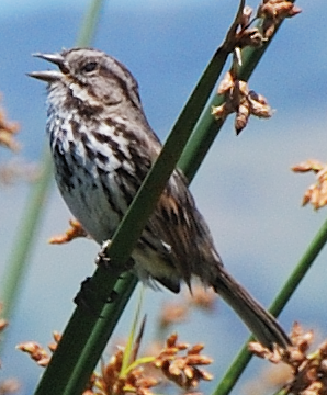 Song Sparrow