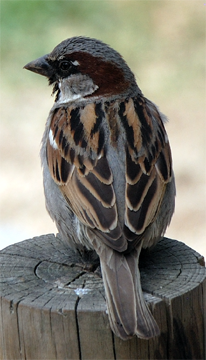 House Sparrow male