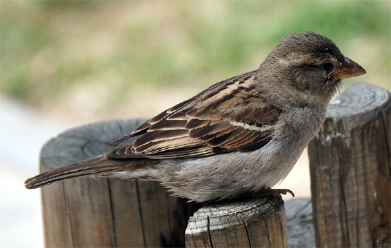 House Sparrow female