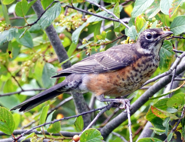 Robin juvenile