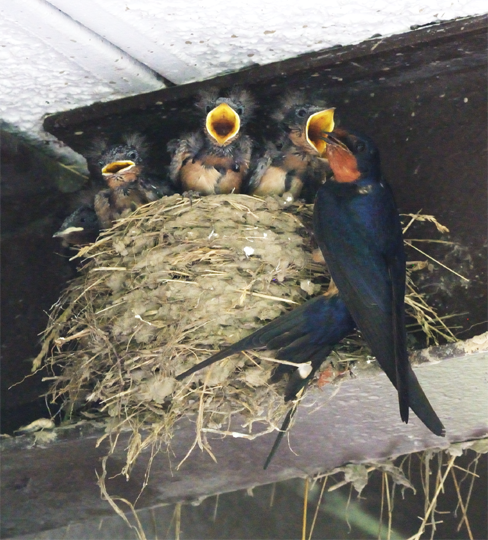 Barn Swallows