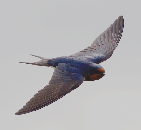 Barn Swallow