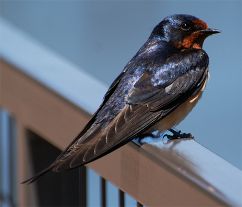 Barn Swallow