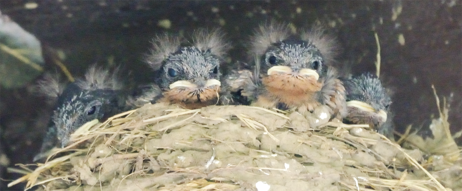 Barn Swallows