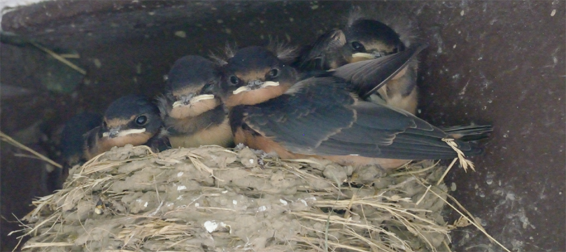 Barn Swallows