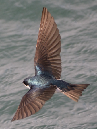 Tree Swallows