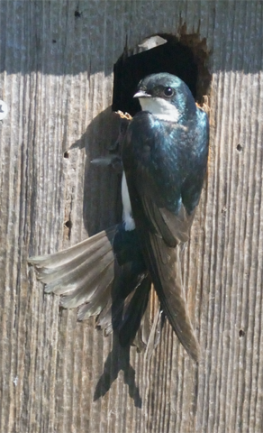 Tree Swallow