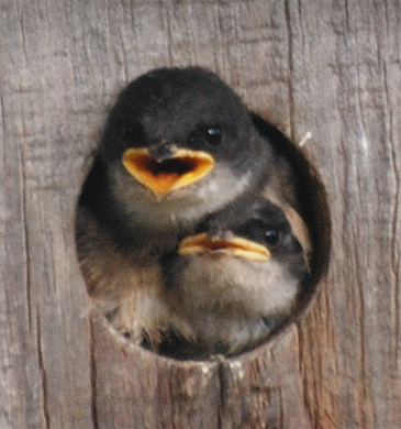 Tree Swallows