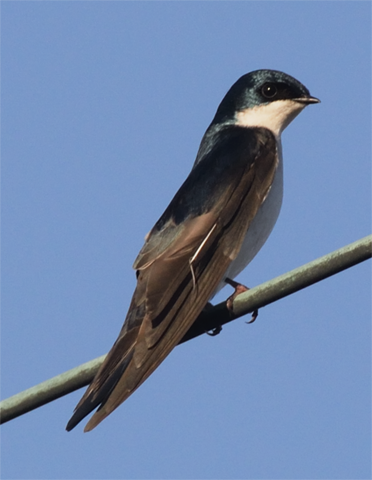 Tree Swallow