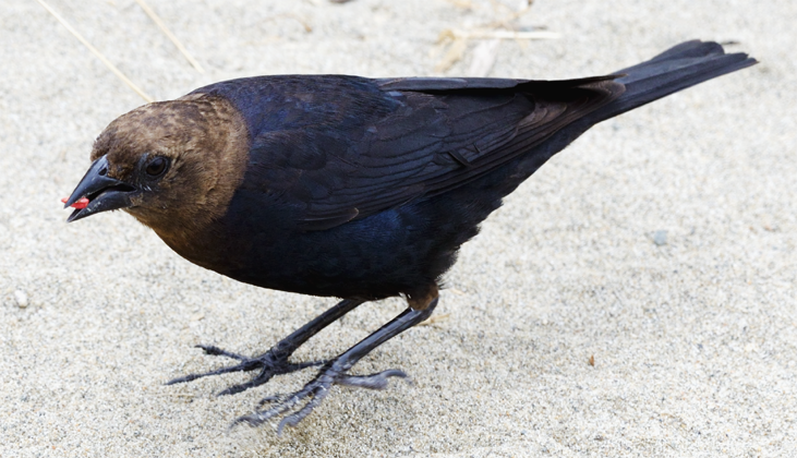 Brown-Headed Cowbird male