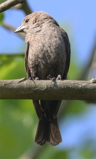 Brown-Headed Cowbird female