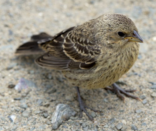 Brown-Headed Cowbird juvenile