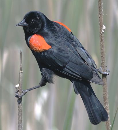 Red-winged Blackbird mature male