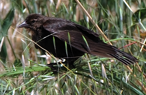 Red-winged Blackbird young male