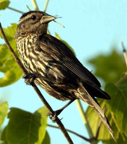 Red-winged Blackbird female