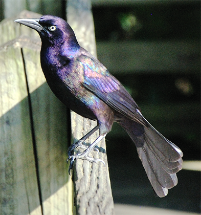 Common Grackle