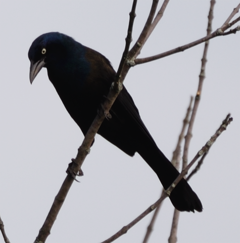 Common Grackle