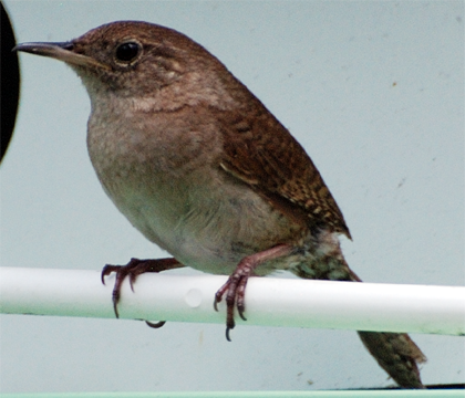 House Wren