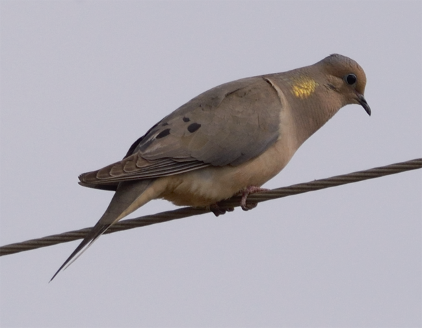 Mourning Dove