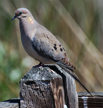 Mourning Dove