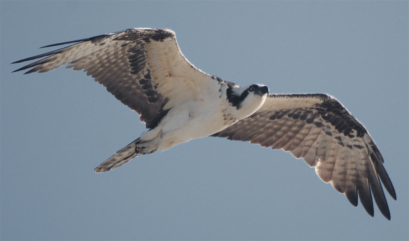 Osprey