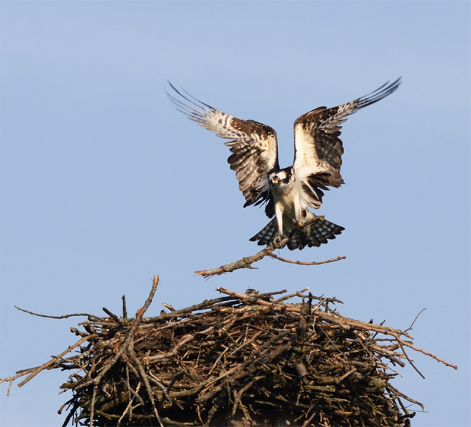 Osprey