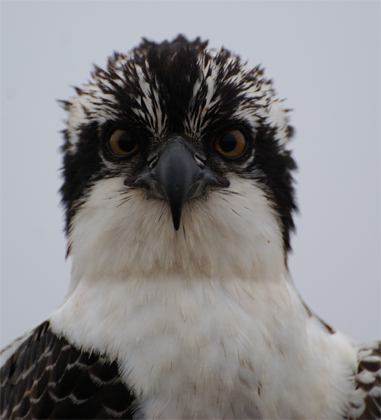 Osprey