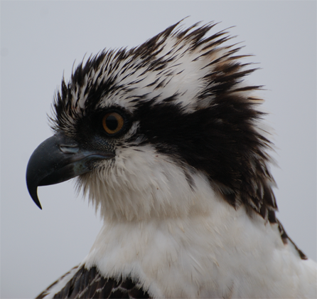 Osprey