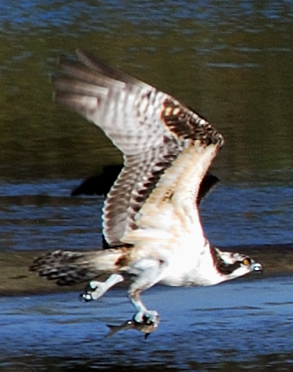 Osprey