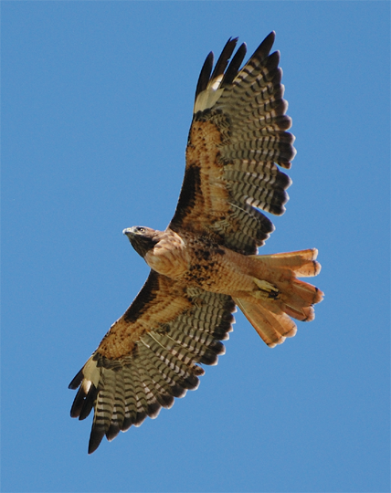 Red-tailed Hawk