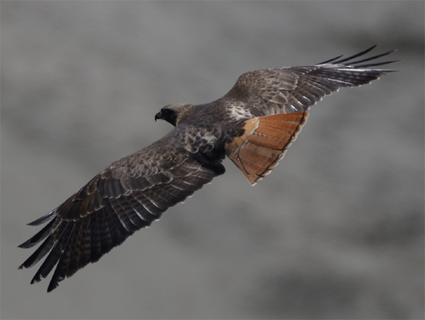 Red-tailed Hawk