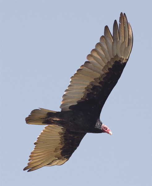 Turkey Vulture