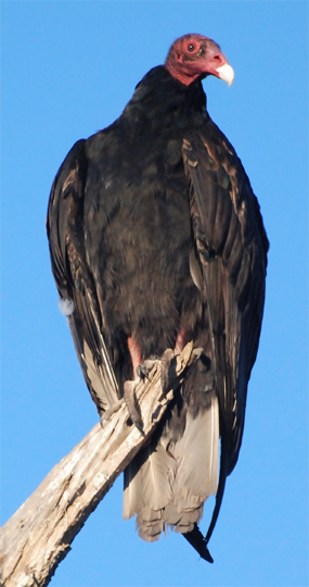 Turkey Vulture