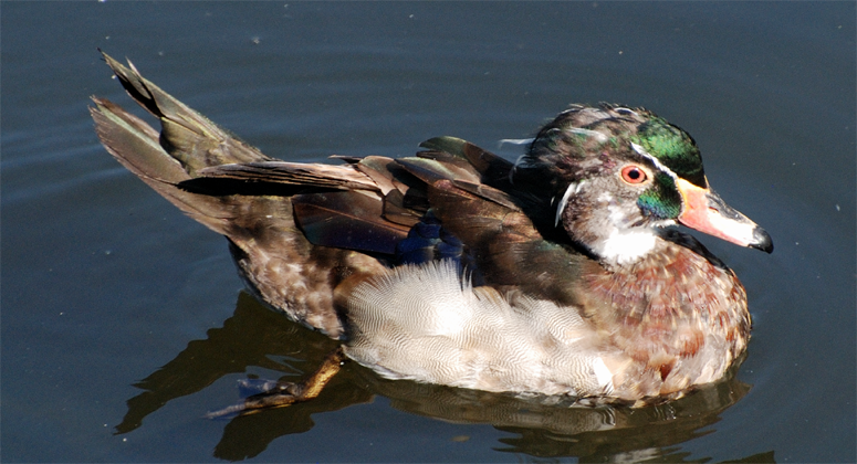 Wood Duck juvenile molting