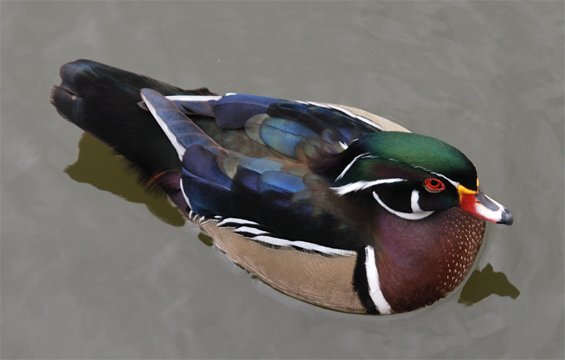 Wood Duck mature male