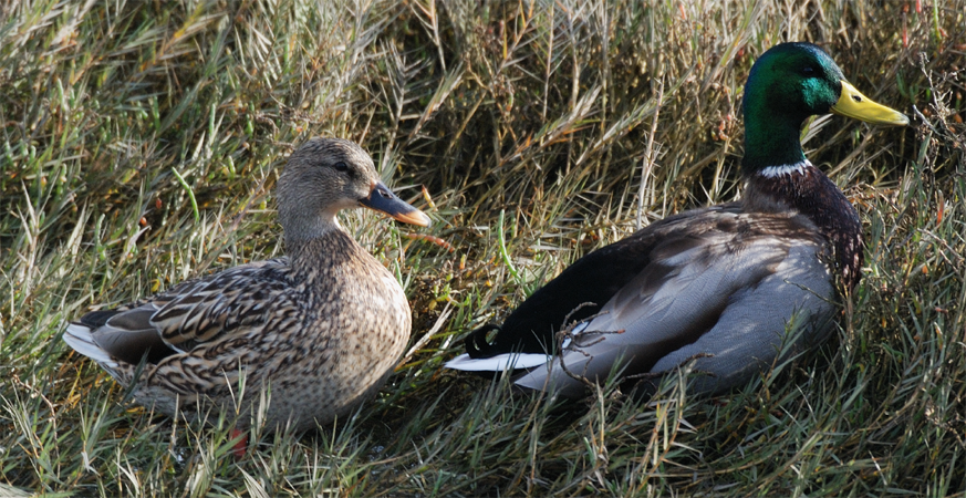 Mallards