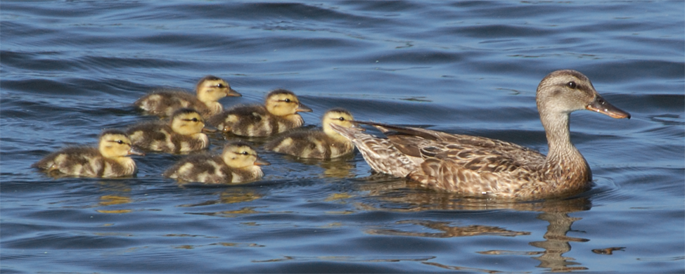 Mallard female with chicks