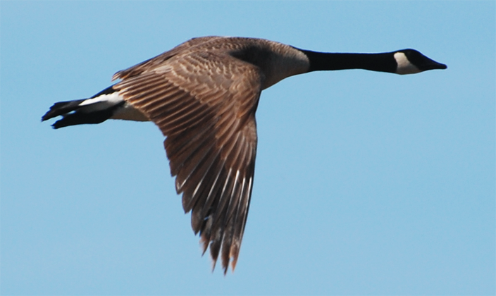 Canada Goose