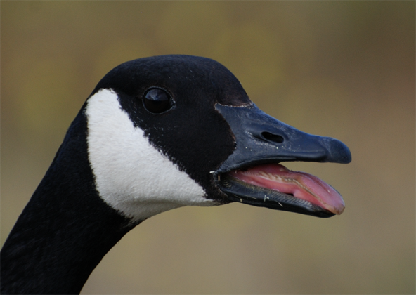 Canada Goose