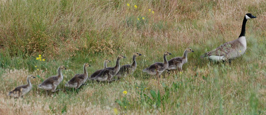 Canada Goose