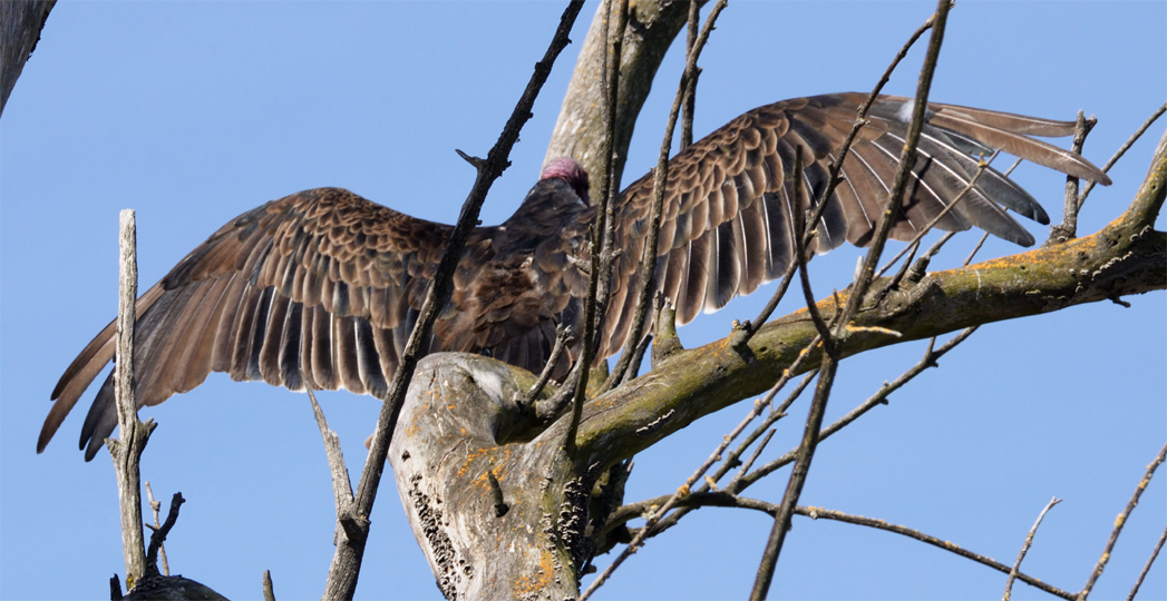 Turkey Vulture