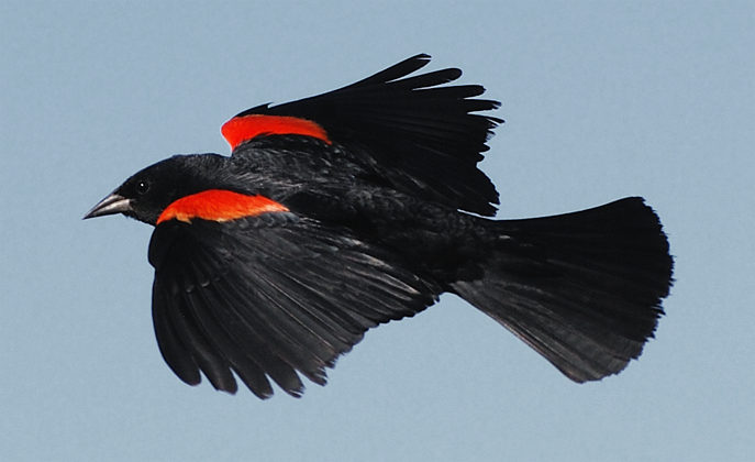 Red-winged Blackbird female